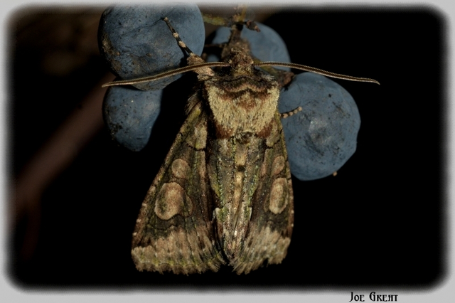Allophyes oxyacanthae - galagonyabagoly