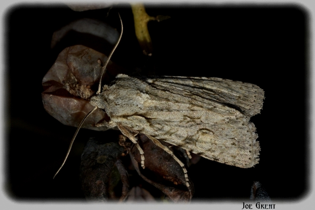 Lithophane ornitopus - közönséges fabagoly