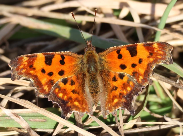 Nymphalis c-album - C-betűs lepke