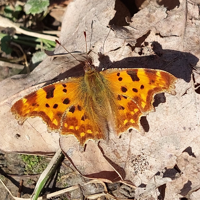Nymphalis c-album - C-betűs lepke