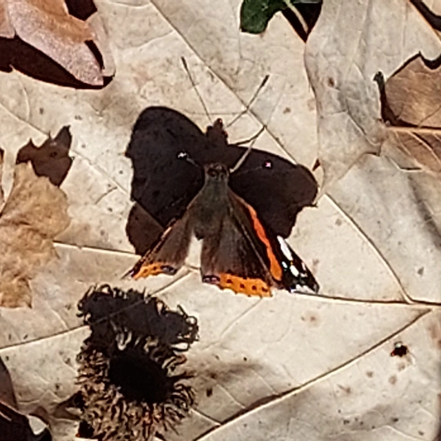 Vanessa atalanta - atalantalepke