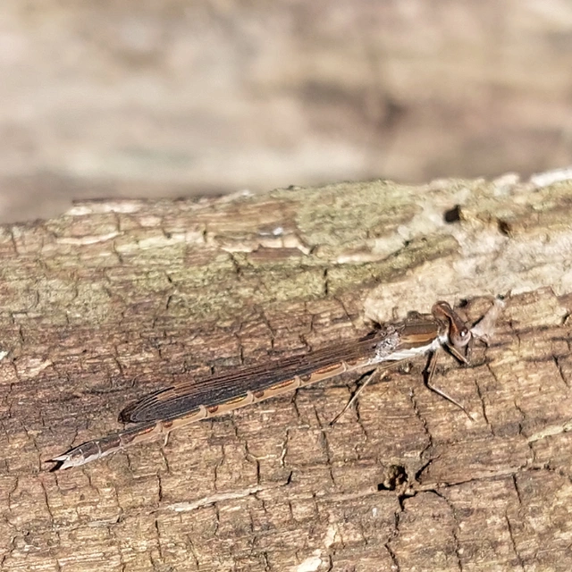 Sympecma fusca - téli rablószitakötő