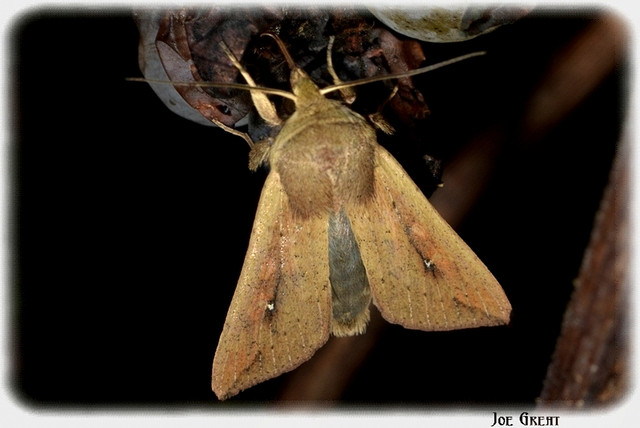 Mythimna unipuncta - hordabagoly