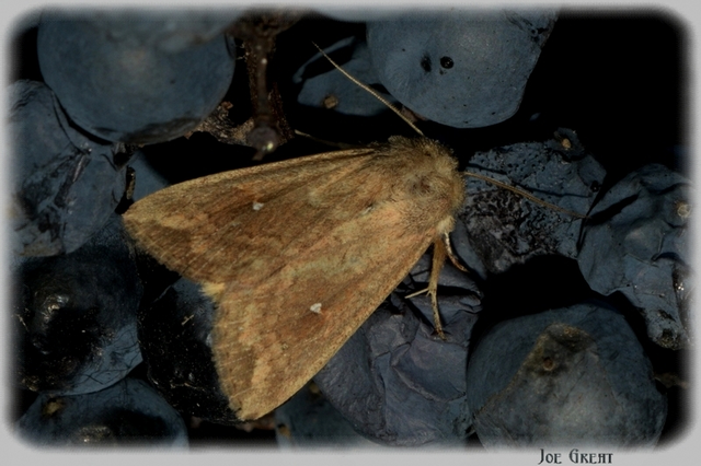 Mythimna albipuncta - fehérpettyes rétibagoly