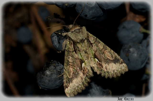 Allophyes oxyacanthae - galagonyabagoly