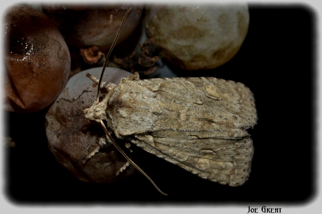 Lithophane ornitopus - közönséges fabagoly
