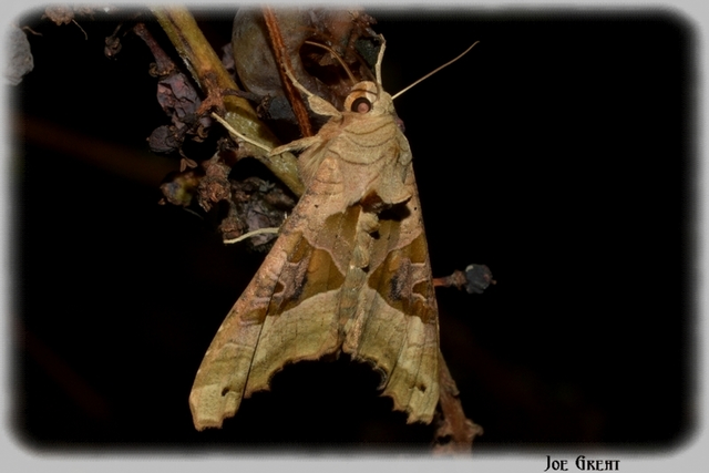 Phlogophora meticulosa - vándorló csipkésbagoly