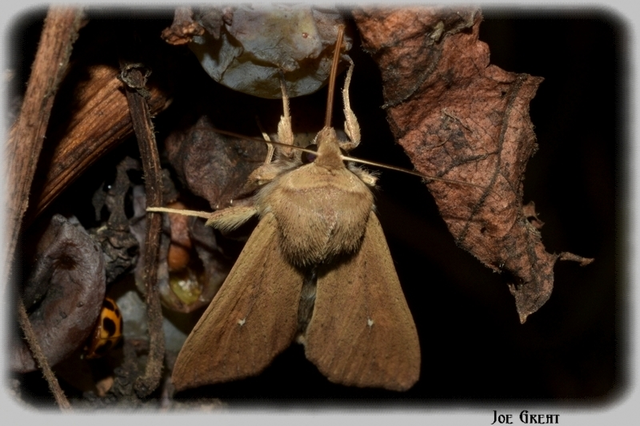 Mythimna unipuncta - hordabagoly