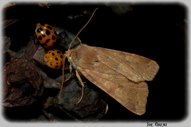 Harmonia axyridis - harlekinkatica