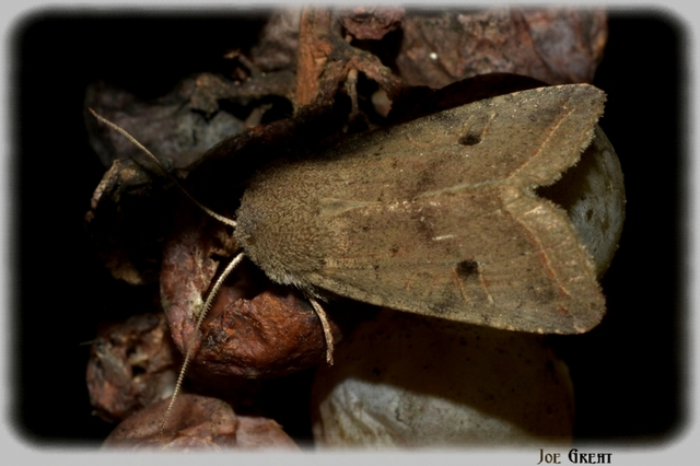 Leptologia lota - kecskefűz-őszibagoly