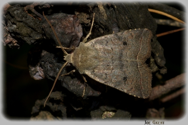 Leptologia lota - kecskefűz-őszibagoly