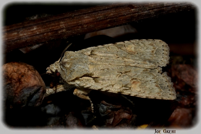 Lithophane ornitopus - közönséges fabagoly