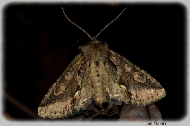 Allophyes oxyacanthae - galagonyabagoly