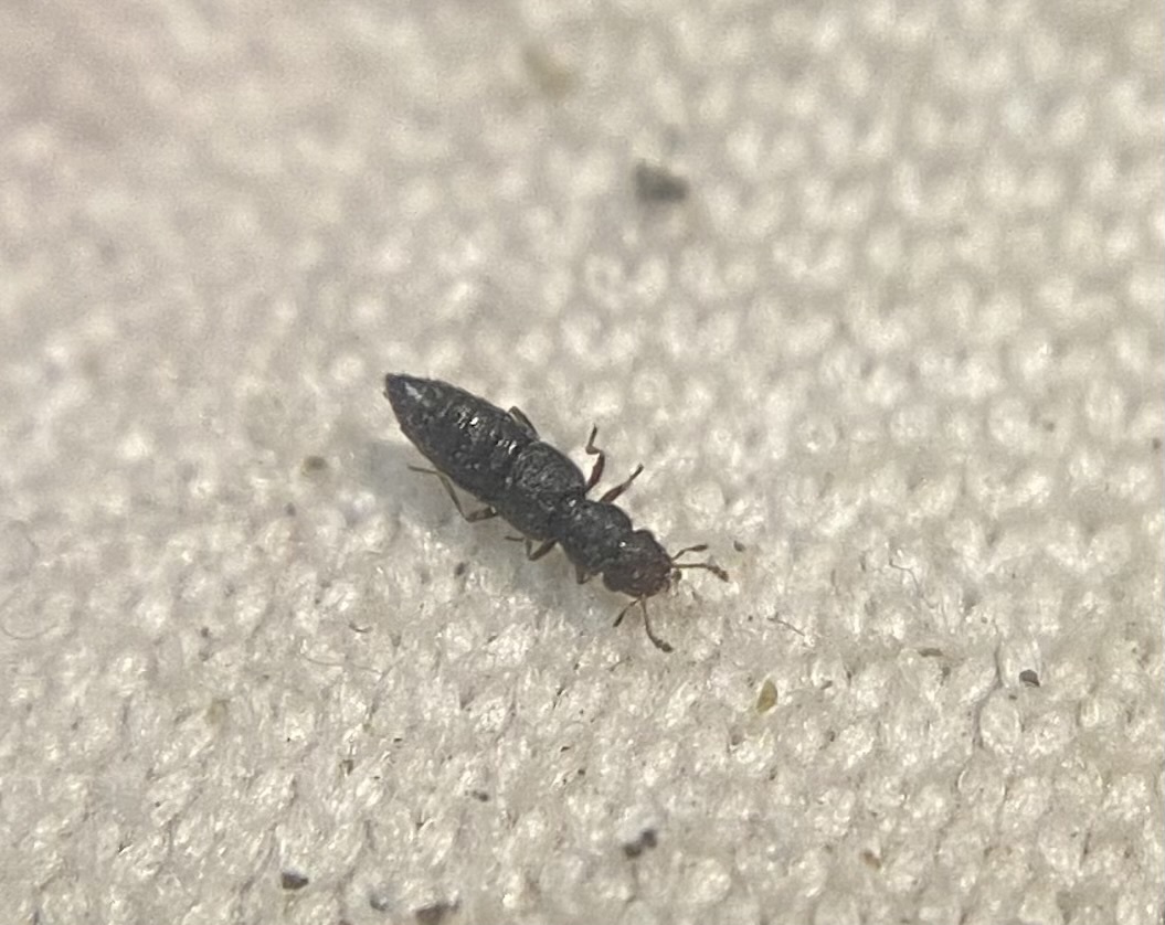Euaesthetus superlatus