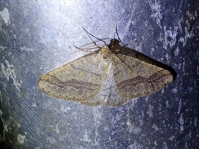 Agriopis marginaria - sárgás téliaraszoló
