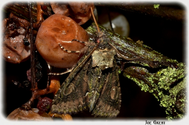 Allophyes oxyacanthae - galagonyabagoly