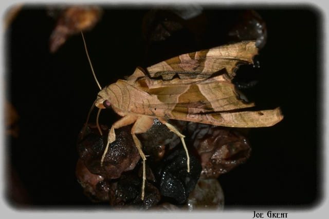 Phlogophora meticulosa - vándorló csipkésbagoly