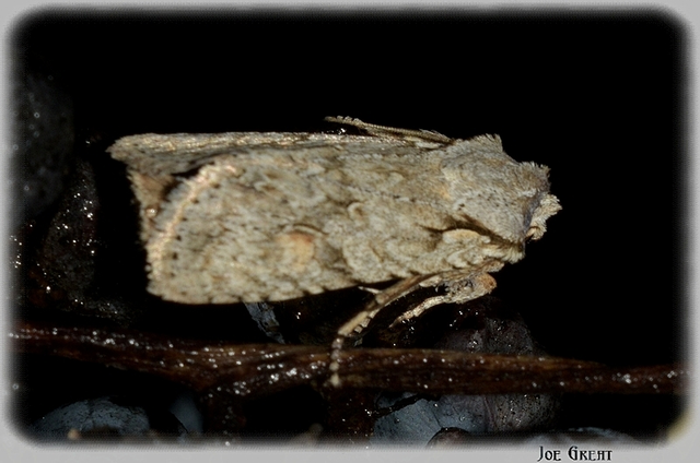 Lithophane ornitopus - közönséges fabagoly