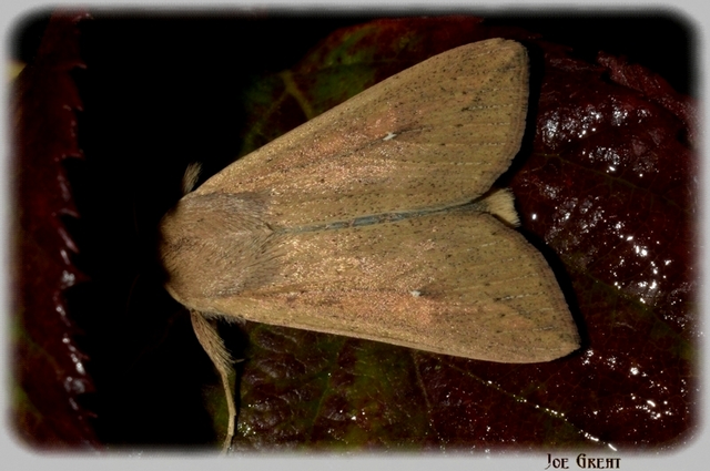 Mythimna unipuncta - hordabagoly