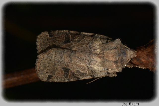 Anchoscelis litura - tarka őszibagoly