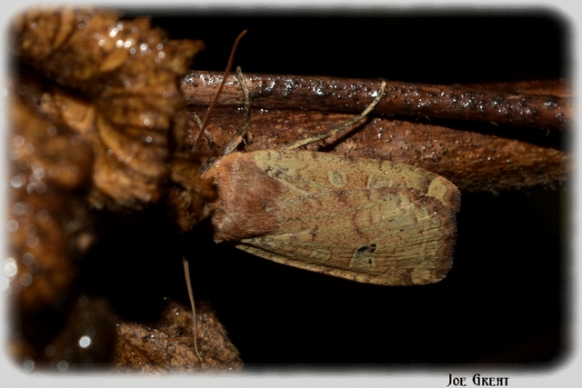 Conistra erythrocephala - vörösfejű őszibagoly