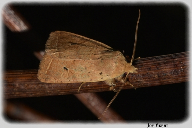 Leptologia macilenta - gyertyán-őszibagoly