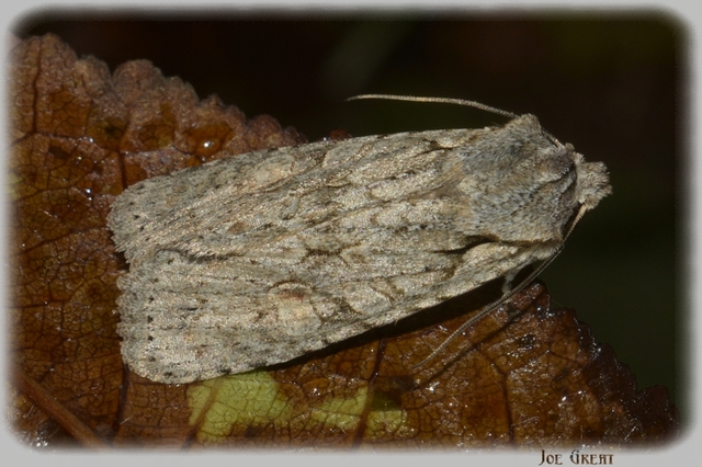 Lithophane ornitopus - közönséges fabagoly