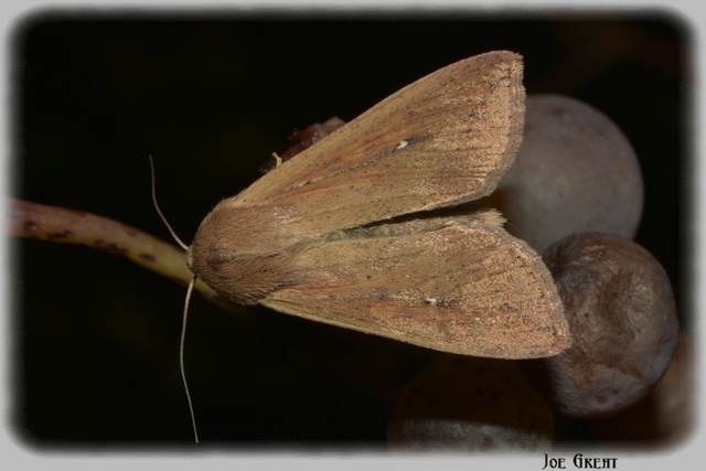 Mythimna unipuncta - hordabagoly