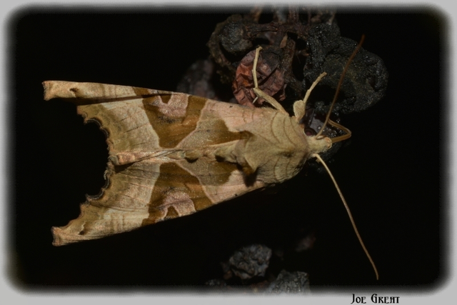 Phlogophora meticulosa - vándorló csipkésbagoly
