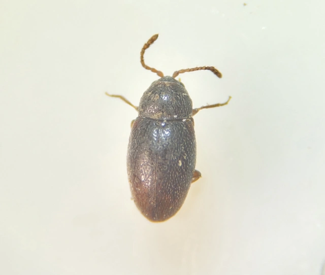 Cryptophagidae - penészbogárfélék