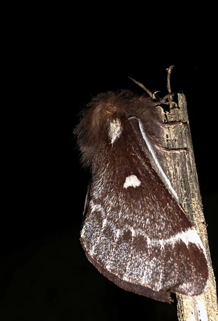Eriogaster lanestris - tavaszi gyapjasszövő