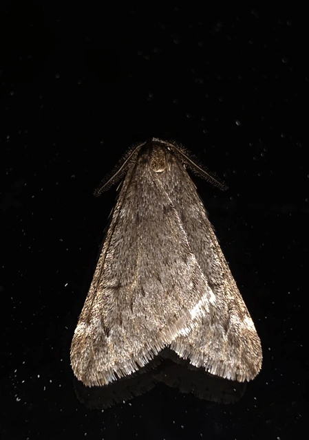 Alsophila aescularia - vadgesztenye-araszoló