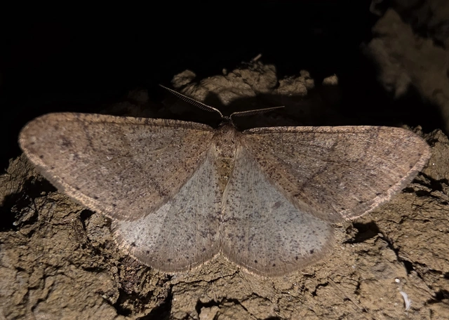 Agriopis marginaria - sárgás téliaraszoló
