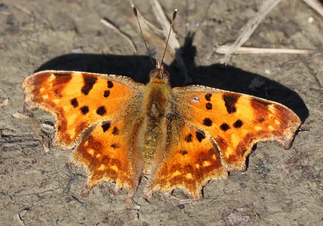 Nymphalis c-album - C-betűs lepke