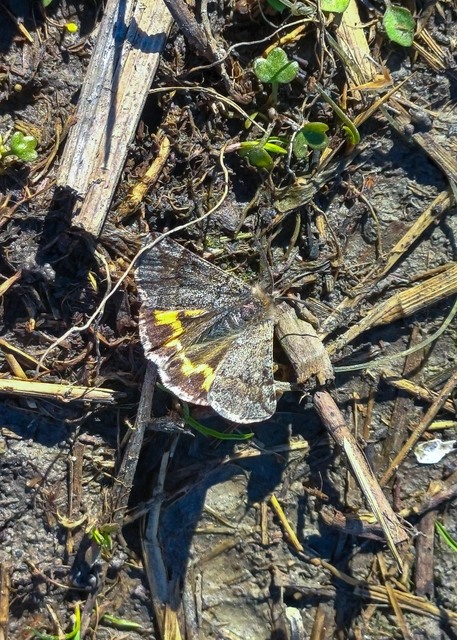 Boudinotiana puella - kis nappaliaraszoló