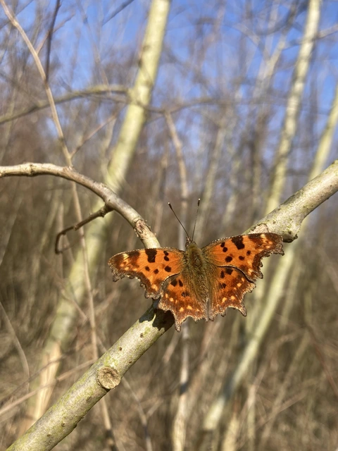 Nymphalis c-album - C-betűs lepke