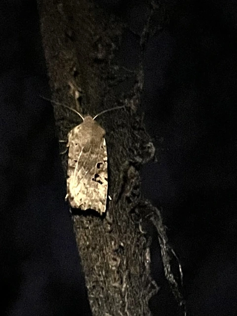 Conistra rubiginosa - szürke télibagoly