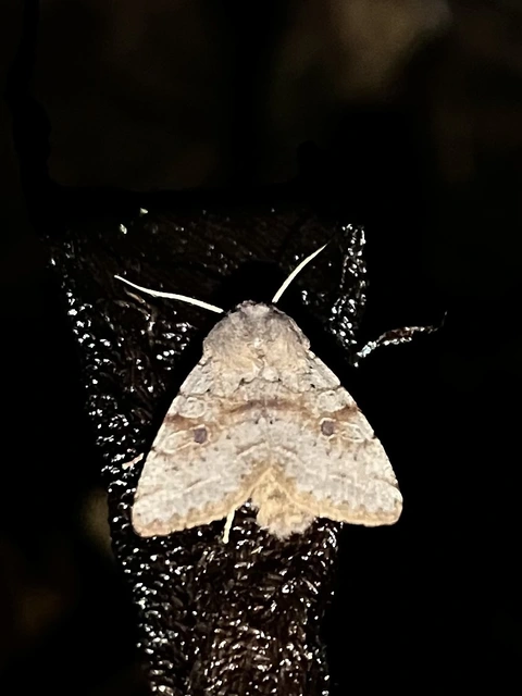 Orthosia incerta - változékony barkabagoly