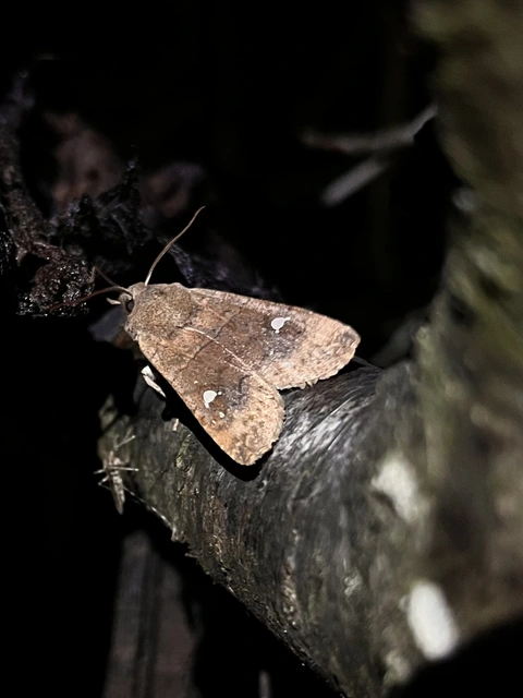 Eupsilia transversa - holdacskás télibagoly
