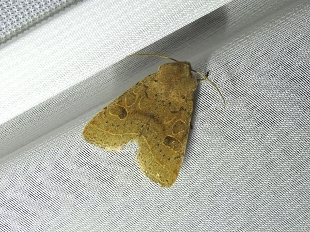 Orthosia cerasi - közepes barkabagoly