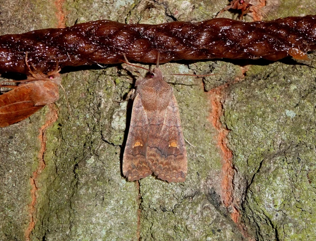 Eupsilia transversa - holdacskás télibagoly