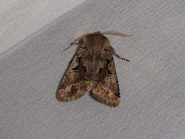 Orthosia gothica - feketefoltos barkabagoly