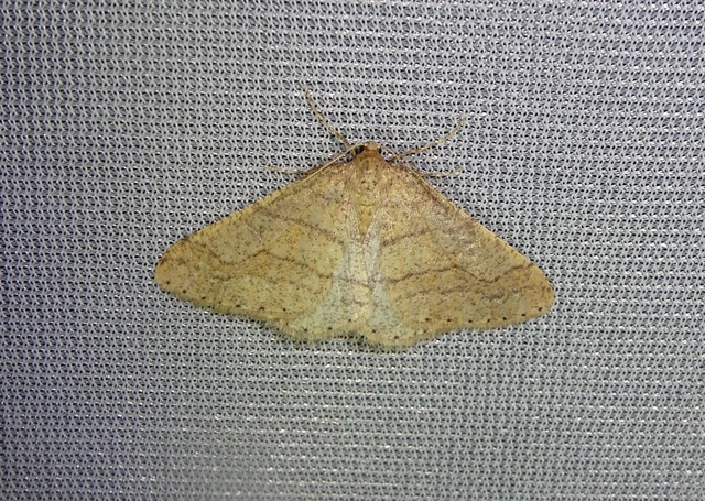 Agriopis marginaria - sárgás téliaraszoló