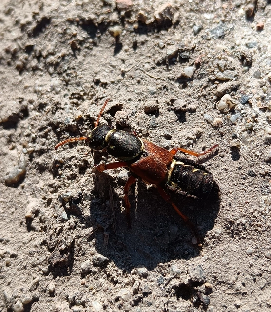 Staphylinus caesareus - aranysujtásos holyva