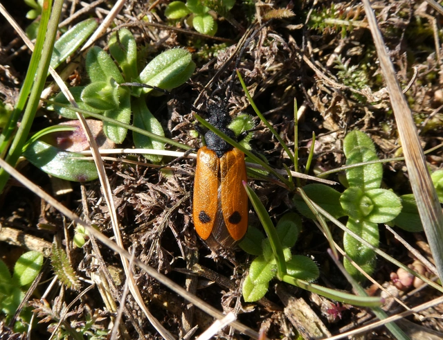 Apalus bimaculatus - kétfoltos élősdibogár