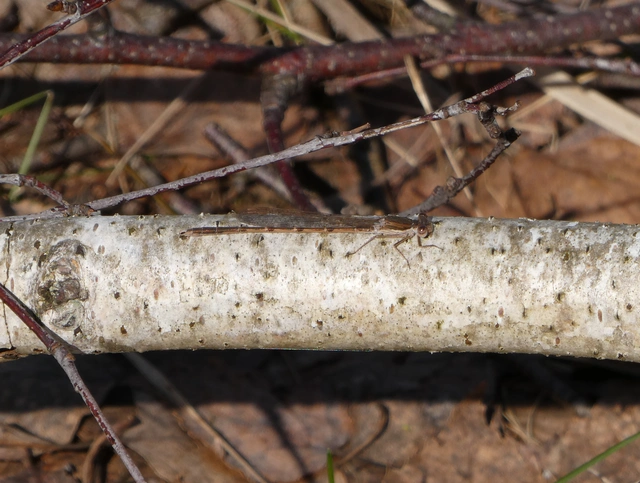 Sympecma fusca - téli rablószitakötő