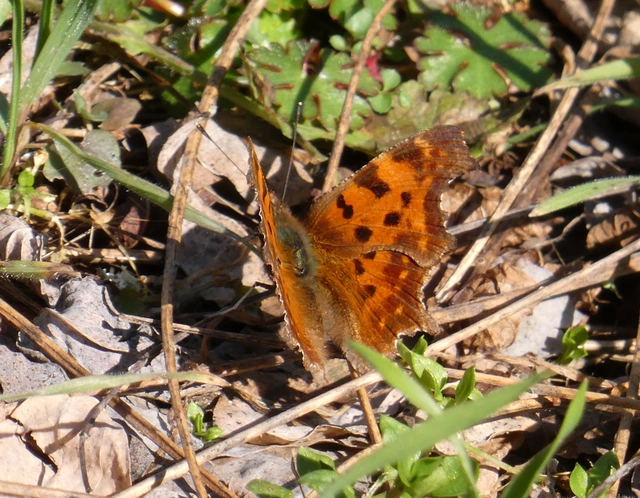 Nymphalis c-album - C-betűs lepke