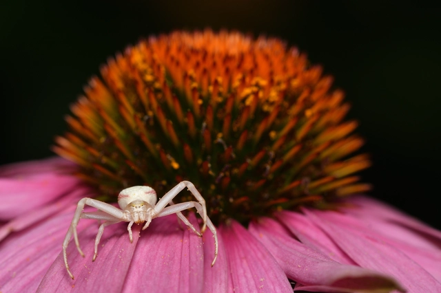 Misumena vatia - viráglakó karolópók