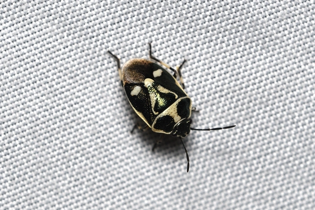 Eurydema oleracea - paréjpoloska Eurydema oleracea - paréjpoloska