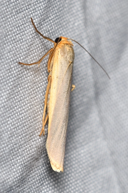 Eilema complana - közönséges zuzmószövő